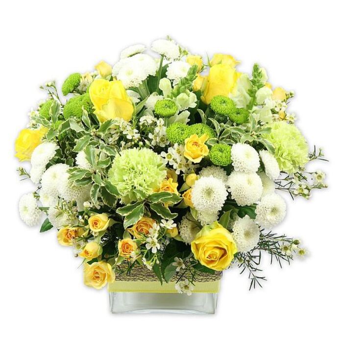A generously proportioned bouquet in a clear, square glass vase showcases a harmonious palette of sunny yellow, vibrant lime green, and crisp white, all presented against a stark white background that highlights the arrangement's form and texture. The flowers are styled into a soft, domed silhouette, giving the impression of a carefully tended garden gathered into one abundant display. Yellow roses stand proudly at the centre of the composition, some roses fully open and displaying their spiralling, velvety petals, while others remain in graceful bud, hinting at days of beauty still to come. Among them, yellow spray roses appear in clusters, their smaller, multiple blooms introducing extra texture and a touch of playfulness. White pompom chrysanthemums, tightly packed and spherical, fill the spaces between the roses, providing a plush, almost cushion-like softness. These are accented by bright lime green button chrysanthemums, whose compact, globe-shaped heads lend a modern, graphic element. Larger pale green blooms, similar to frilled carnations or speciality green chrysanthemums, add layered ruffles and airy volume, creating a feeling of cool freshness that brings to mind leafy corners of Enfield Town Park on a spring day. The arrangement is richly framed with foliage: broad variegated leaves edged in pale cream, glossy dark greens, and finer filler greens that weave throughout, giving depth and subtle movement. Tiny white filler flowers are dotted throughout like stars, catching the light and brightening the whole design. Around the vase's centre, a band of rustic, woven natural fibre or bark is wrapped and overlaid with a bright lime green ribbon, echoing the green notes within the bouquet and adding a hand-crafted, local feel. The overall effect is vibrant yet soothing, ideal as a centerpiece for a family celebration, a corporate reception area near Enfield Town's high street, or a heartfelt gift to express congratulations, thanks, or gentle support.